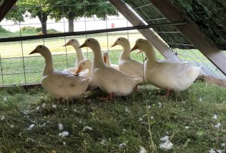 The Secrets of Duck Eggs